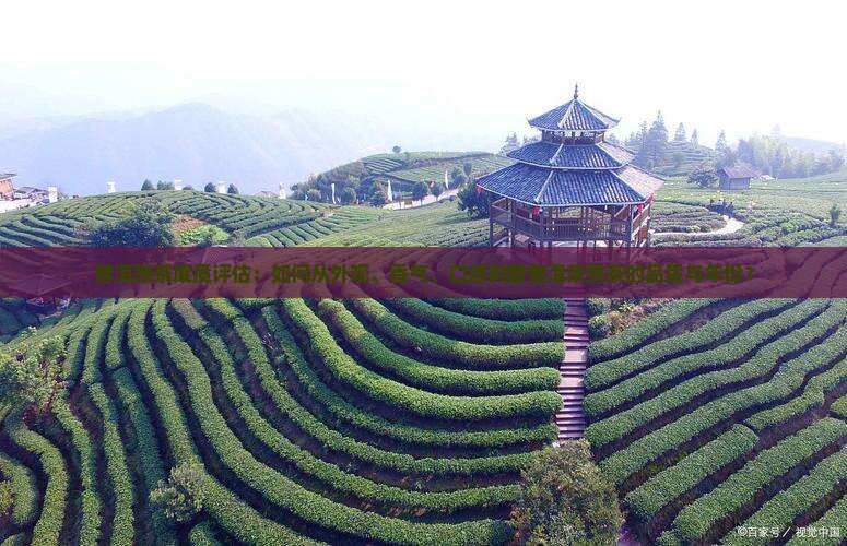 普洱熟茶底质评估：如何从外观、香气、口感判断普洱茶熟茶的品质与年份？