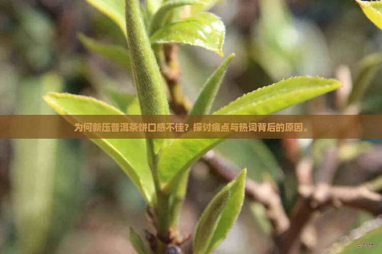 为何新压普洱茶饼口感不佳？探讨痛点与热词背后的原因。