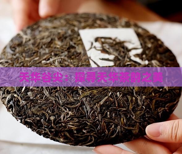 天华谷尖：探寻天华茶韵之美