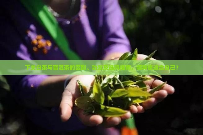 下关白茶与普洱茶的区别、功效及选购指南，哪种更适合自己？