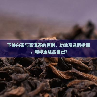 下关白茶与普洱茶的区别、功效及选购指南，哪种更适合自己？
