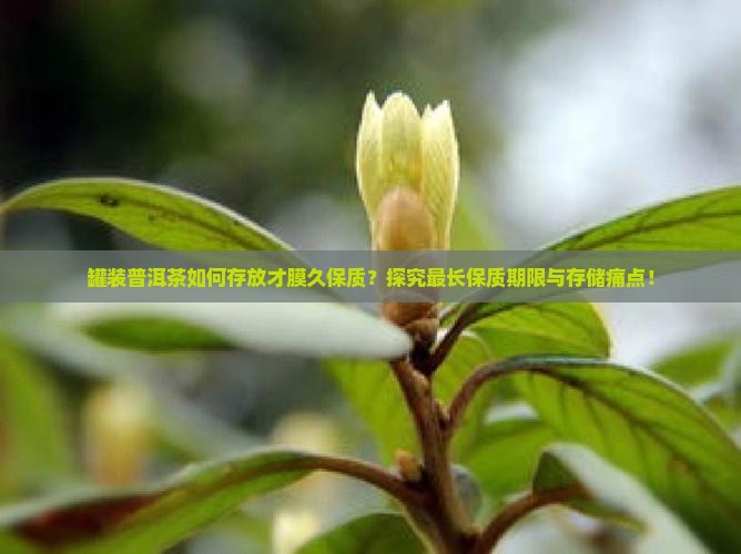 罐装普洱茶如何存放才膜久保质？探究最长保质期限与存储痛点！