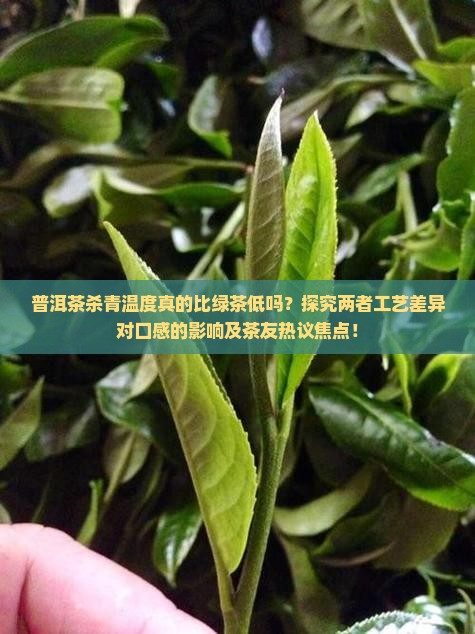 普洱茶杀青温度真的比绿茶低吗？探究两者工艺差异对口感的影响及茶友热议焦点！