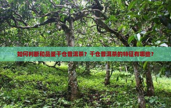 如何判断和品鉴干仓普洱茶？干仓普洱茶的特征有哪些？