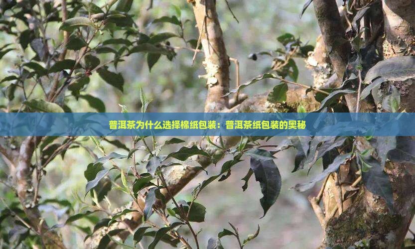 普洱茶为什么选择棉纸包装：普洱茶纸包装的奥秘