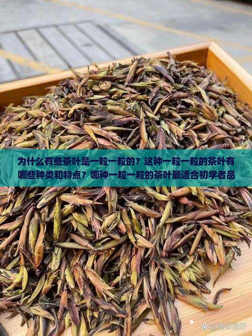 为什么有些茶叶是一粒一粒的？这种一粒一粒的茶叶有哪些种类和特点？哪种一粒一粒的茶叶最适合初学者品尝？