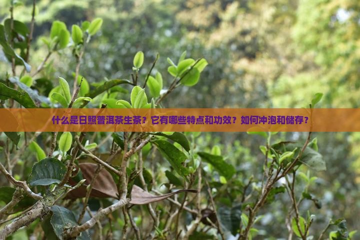 什么是日照普洱茶生茶？它有哪些特点和功效？如何冲泡和储存？