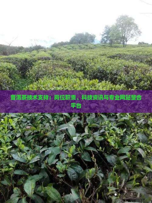 普洱茶技术支持：岗位职责、科技资讯与专业网站整合平台