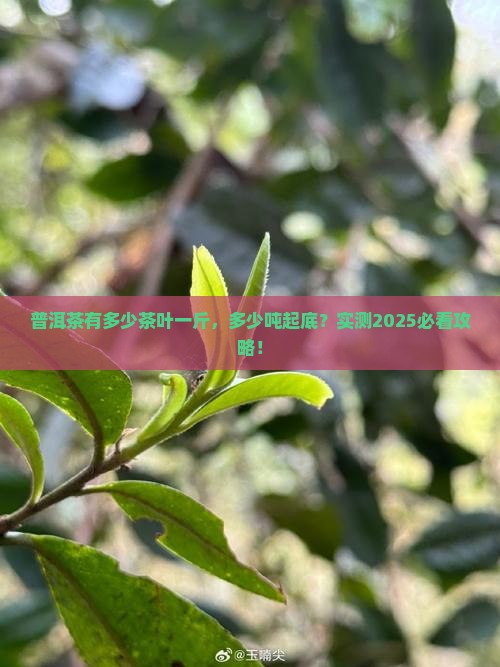 普洱茶有多少吨茶叶一斤