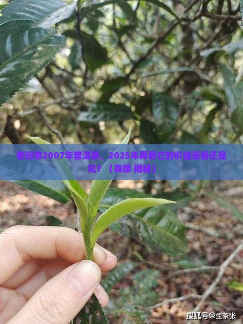 老班章2007年的普洱