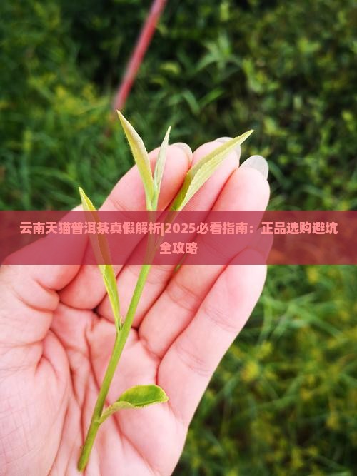 云南天猫普洱茶