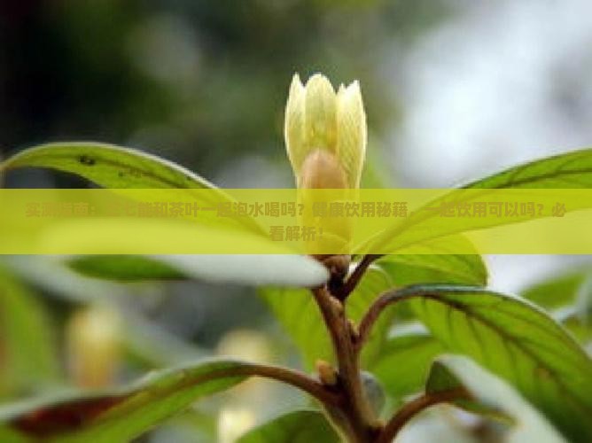 三七花可以跟茶一起泡着喝吗