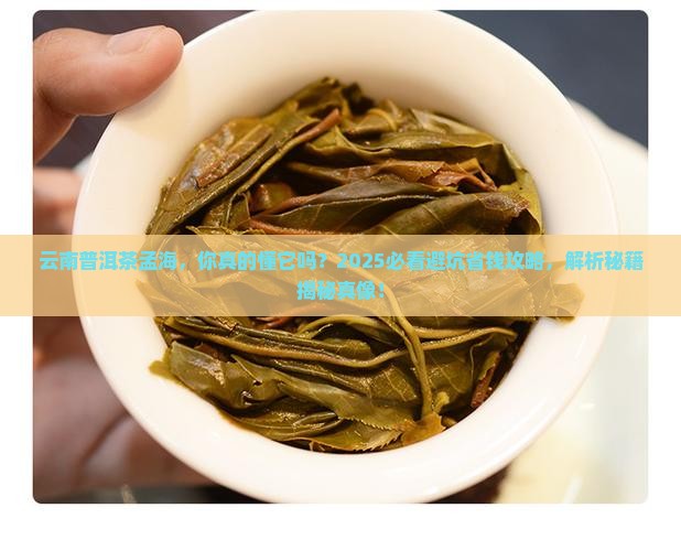 云南普洱茶孟海