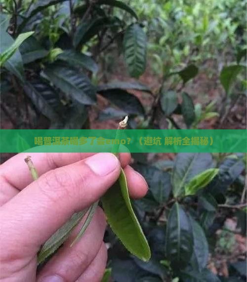 喝普洱茶喝多了有什么反应
