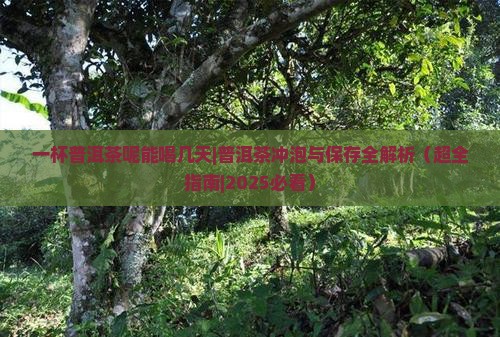一杯普洱茶呢能喝几天 一杯普洱茶呢能喝几天