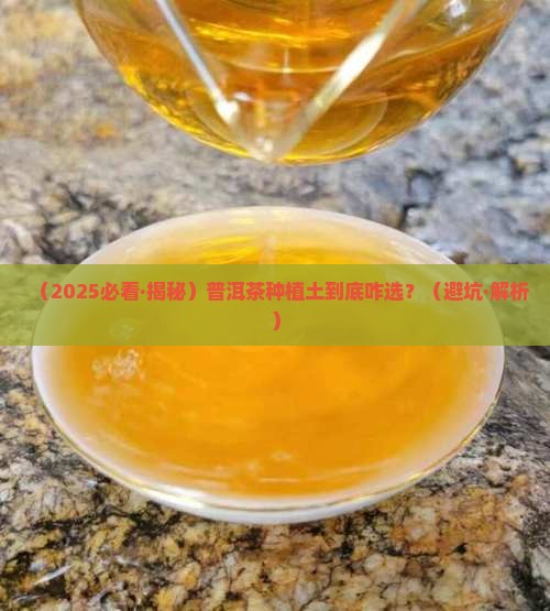 普洱茶种植土壤要求