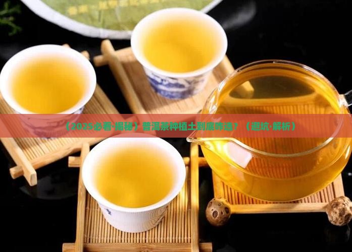 普洱茶种植土壤要求