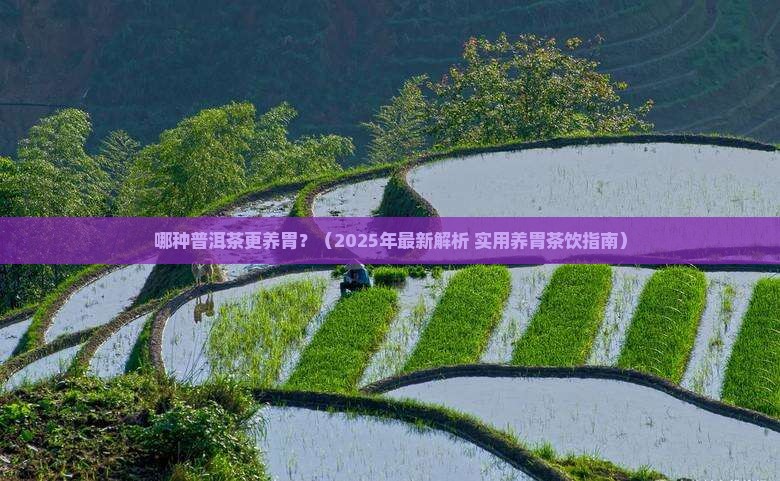 那种普洱茶更养胃