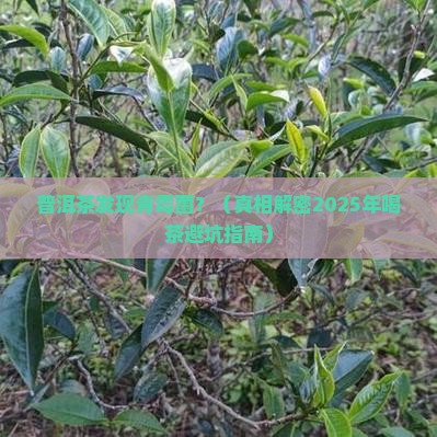 普洱茶中的青霉菌能喝吗
