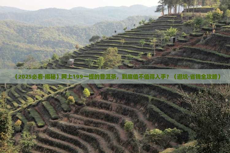 网上199一提的普洱茶