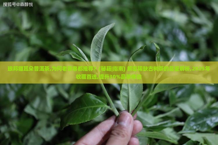 琅邦猫耳朵普洱茶