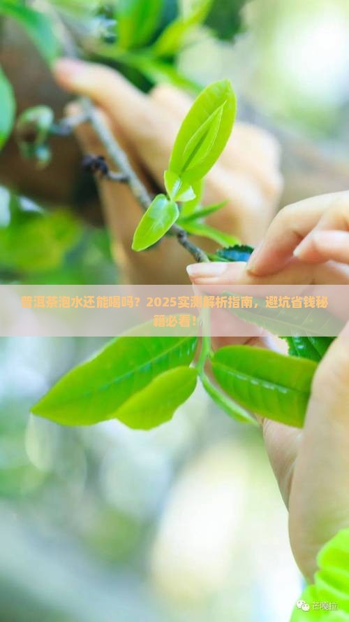 普洱茶泡水还能喝吗