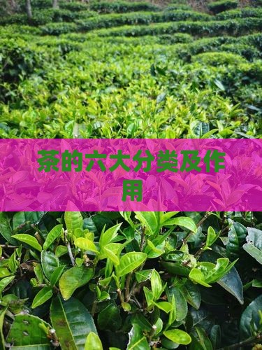 茶的六大分类及作用
