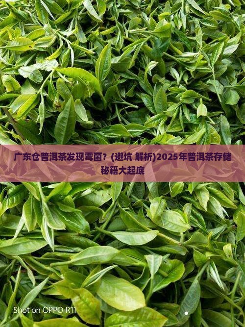 广东仓普洱茶有霉菌