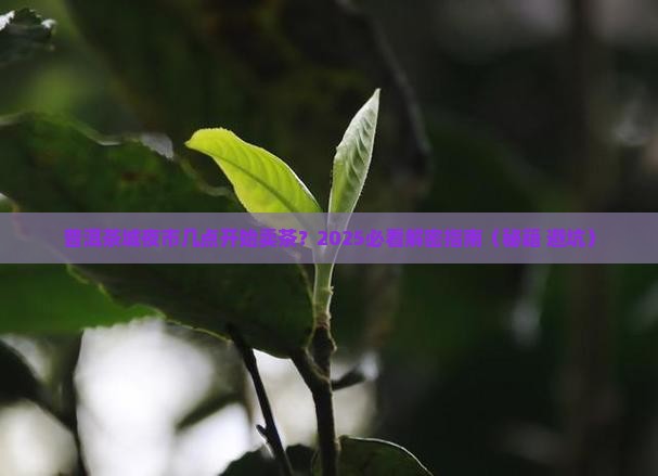 普洱茶城夜市几点开始卖茶