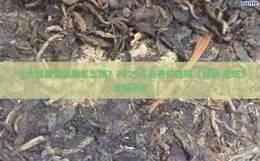 大藤条普洱茶百科