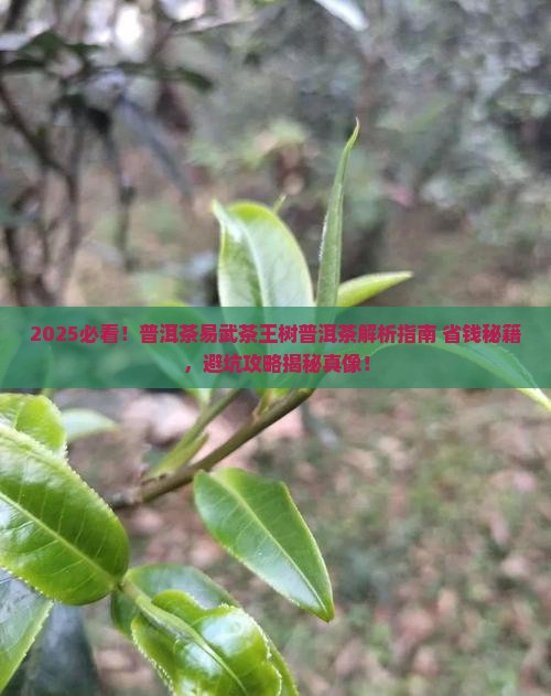 普洱茶易武茶王树普洱茶