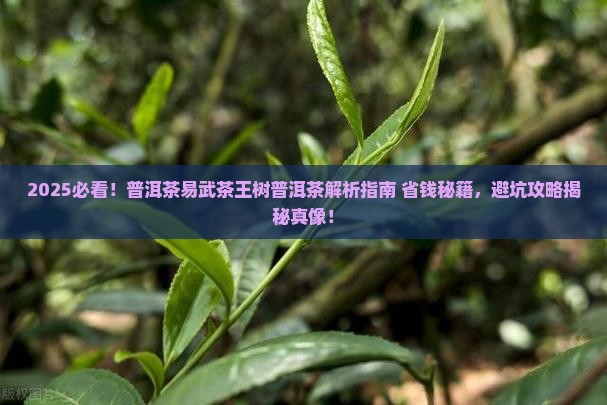 普洱茶易武茶王树普洱茶