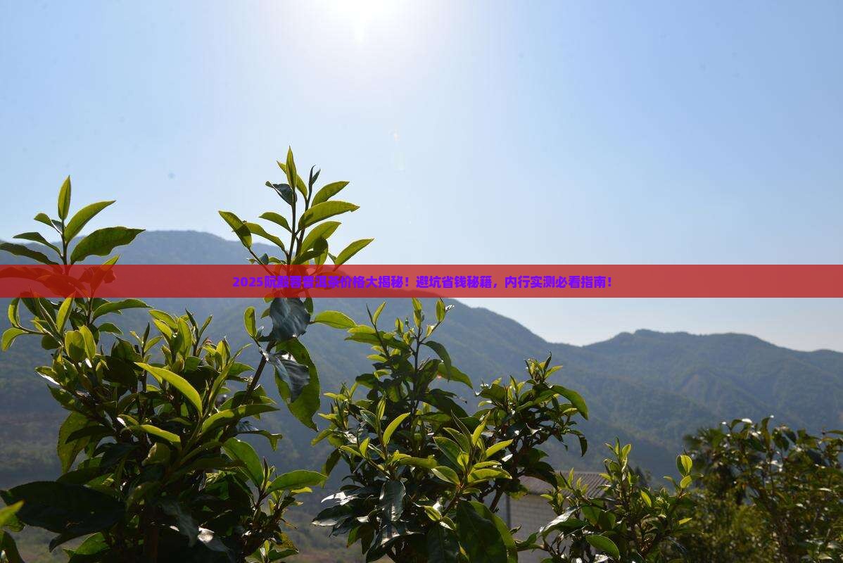 阮殿蓉普洱茶价格