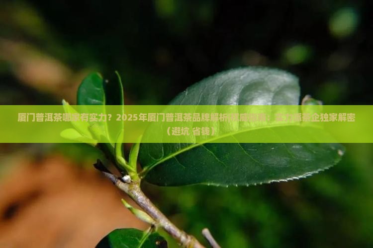 厦门普洱茶哪家有实力