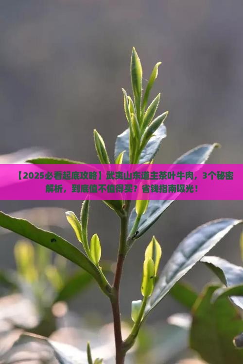 武夷山东道主茶叶牛肉 武夷山东道主茶叶牛肉