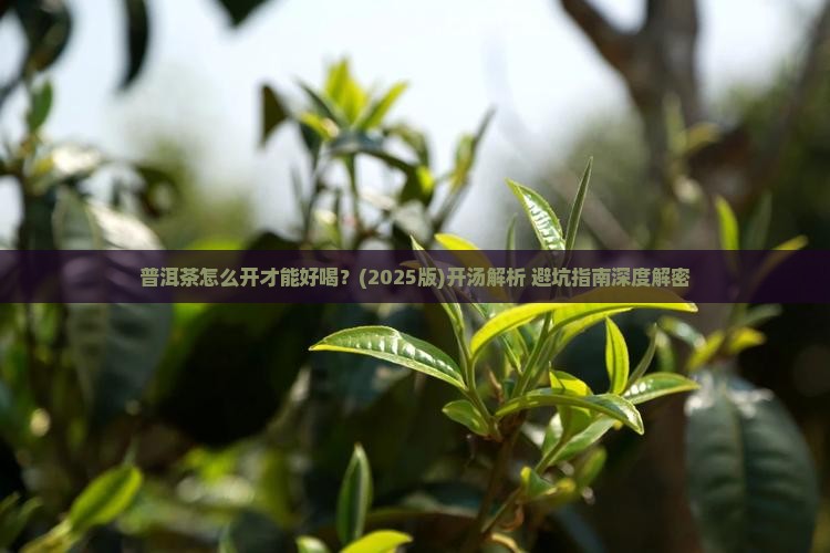 普洱茶怎么开才好喝