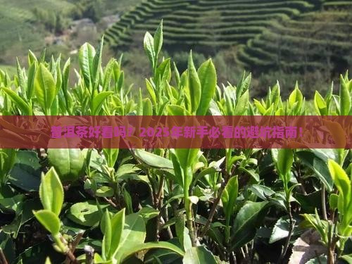 普洱茶好不好看什么意思
