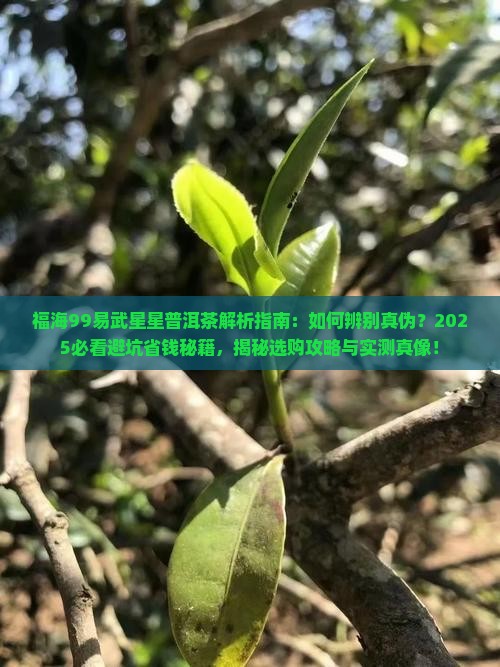 福海99易武星星普洱茶