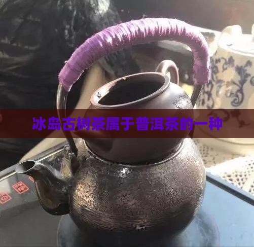 冰岛古树茶属于什么茶种