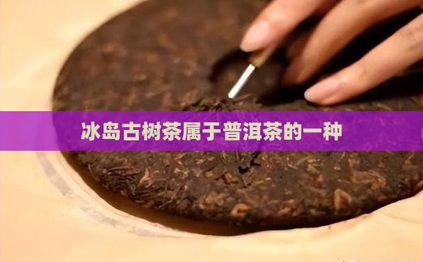 冰岛古树茶属于什么茶种
