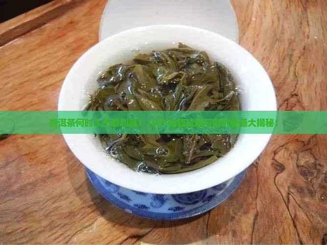 普洱茶什么时候采购买
