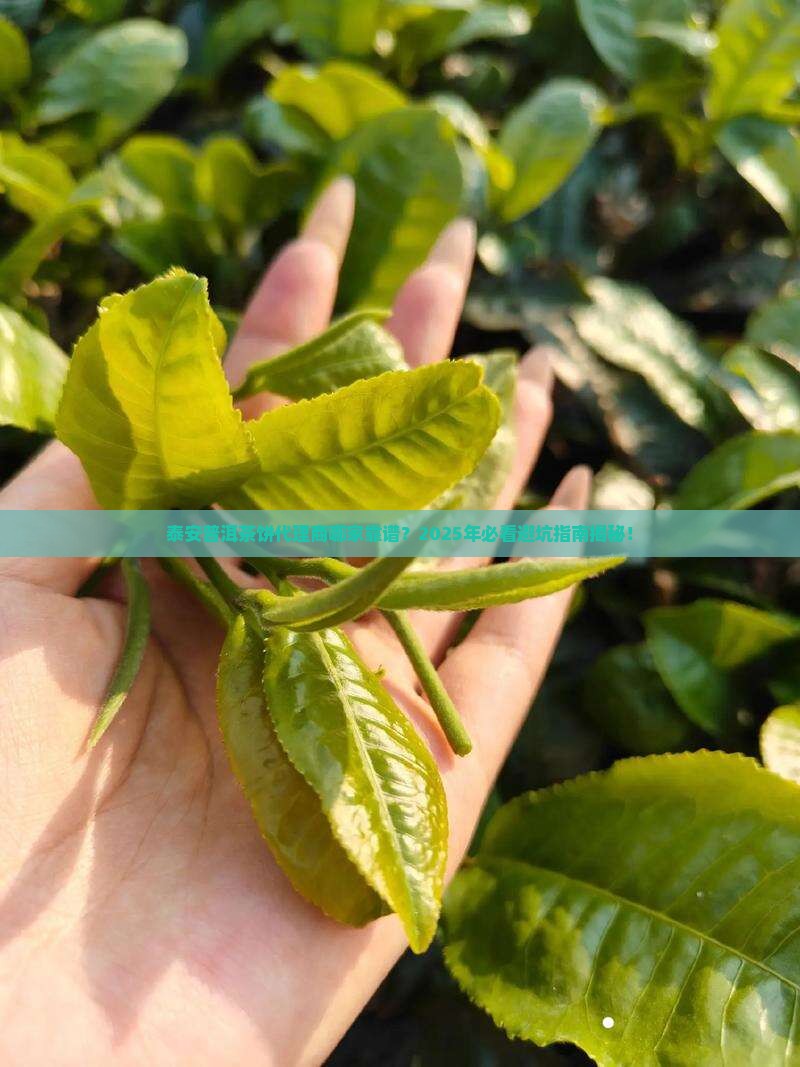 泰安普洱茶饼代理商哪家好