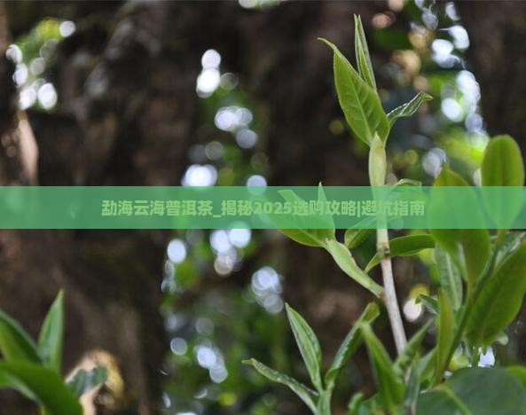 勐海云海普洱茶