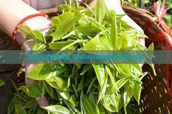 同庆河普洱茶海拔