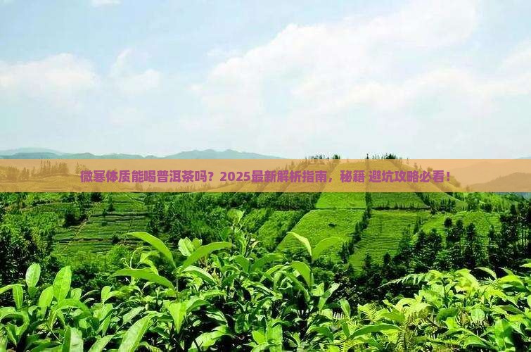 微寒的人能喝普洱茶吗