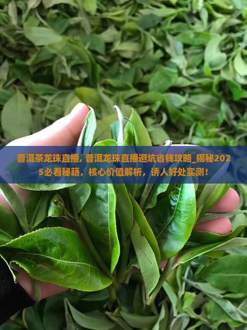 普洱茶龙珠直播