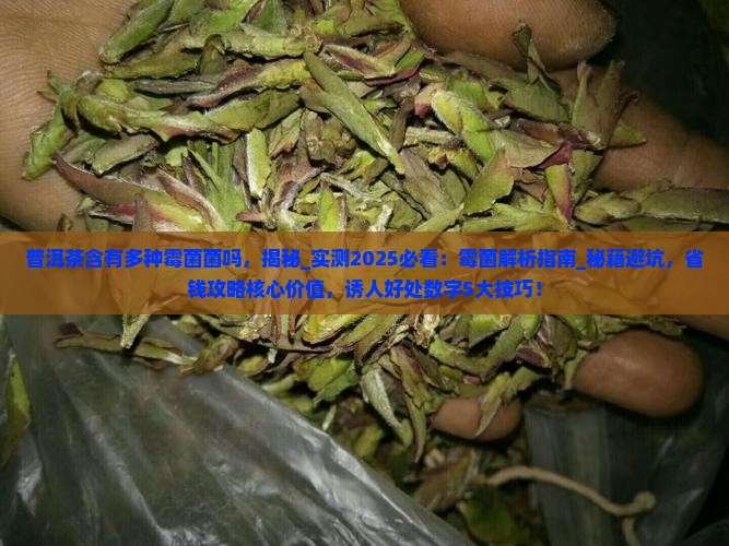 普洱茶含有多种霉菌菌吗