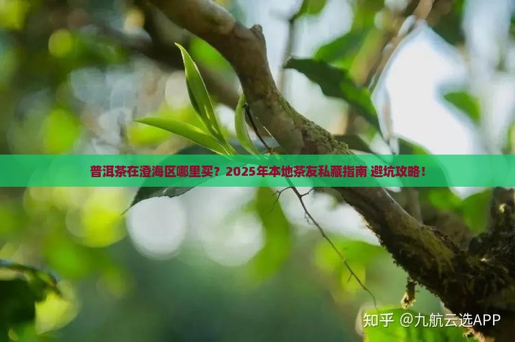 普洱茶澄海区哪里卖