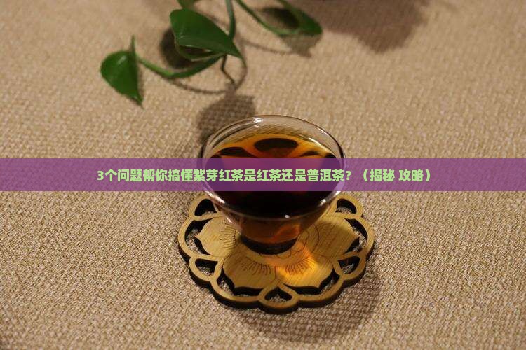 紫芽红茶是红茶还是普洱茶
