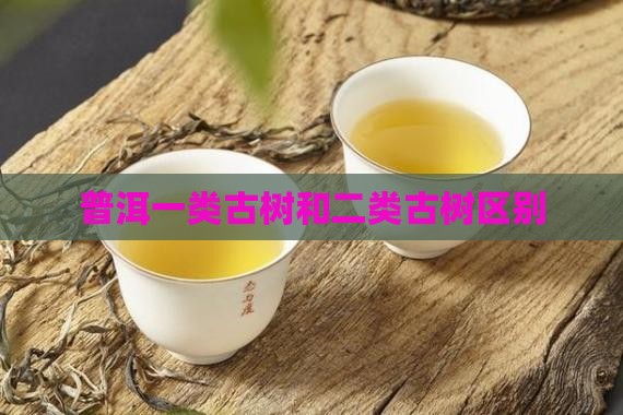 普洱一类古树和二类古树区别